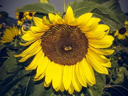 Rüyada Bacaklarda Çıban: Bilinçaltının Gizemli Mesajı