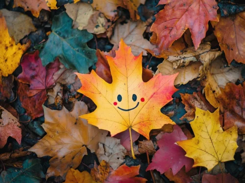 Rüyada Koyun Köpeğe Dönüştü: Gizemli Dönüşümün Sırları!